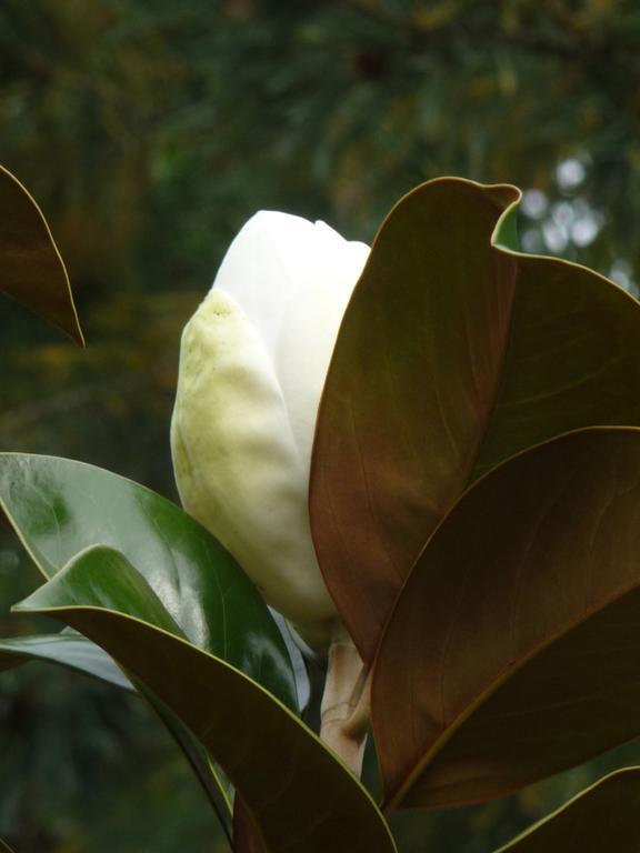 Magnolia Petal Bed and Breakfast Ganges Eksteriør billede